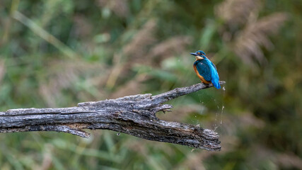 common kingfisher perched on a branch