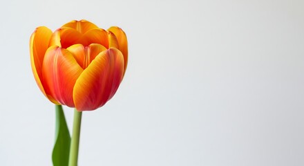 Single vibrant orange tulip on white background in studio setting