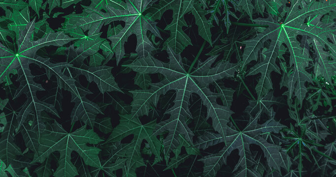 Detail of bright dark green chaya leaves. Green chaya leaves. tropical plant dark nature background. darkness concept. 