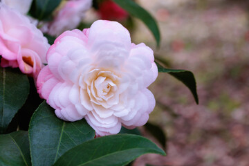 Beautiful pink camellia Kitty flower blooming in the garden.