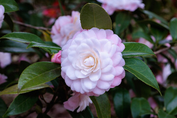Beautiful pink camellia Kitty flower blooming in the garden.
