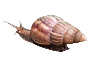A close-up of a brown garden snail (Achatina fulica) with a spiral shell crawling, isolated on a transparent background, showing detailed texture of its body and shell.