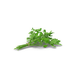 Fresh cilantro bunch tied with rope, isolated PNG