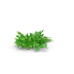 parsley leaves isolated against transparent background, PNG