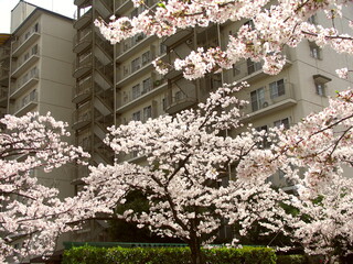街路樹の満開の桜とマンション風景