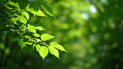 Dreamy slow pan through dancing sun dapples and shallow depth of field, as light filters through lush green leaves on a gentle breeze tree canopy, pattern, gentle