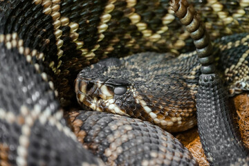 Obraz premium Portrait of a diamondback rattlesnake. Reptile close-up. 