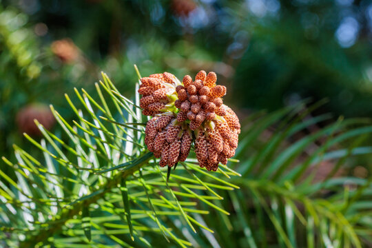 Close-up of Chinese fir flowers in forest park.