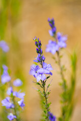 Purple flowers of the speedwell. Close-up of a flowering plant in the garden.
