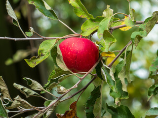 Bright Red Apple Ripening Among Green Leaves