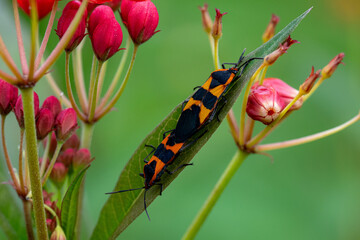 bug on a flower