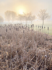 Fototapeta premium Misty morning with the sun above the trees in a Urban park in winter