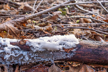 Hair ice on dead wood on the ground in a broadleaf forest