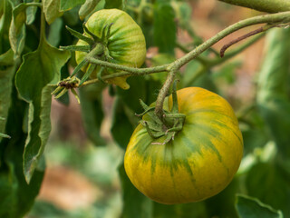 Striped Green Yellow Heirloom Tomatoes on Vine