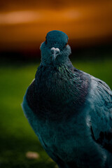 close up of pidgeon