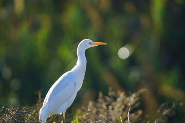 great white heron