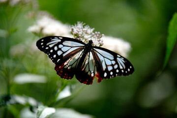 旅する蝶アサギマダラにフジバカマ