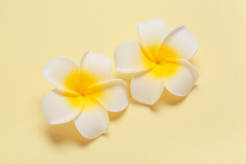 Beautiful plumeria flowers on yellow background