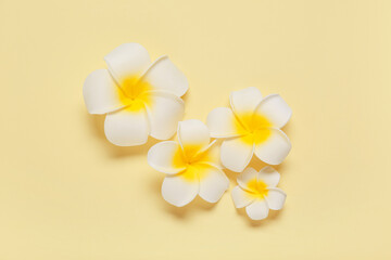 Beautiful plumeria flowers on yellow background