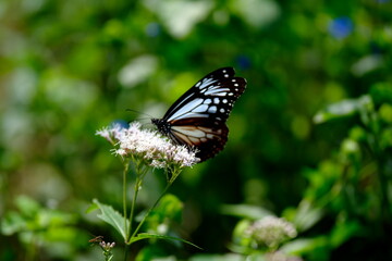 旅する蝶アサギマダラにフジバカマ