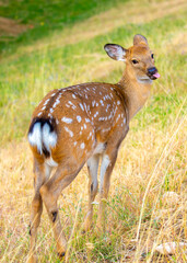 Beautiful sika deer in the autumn forest against the background of colorful foliage of trees. The deer looks to the sides and chews the grass. Fabulous forest autumn landscape with wild animals.