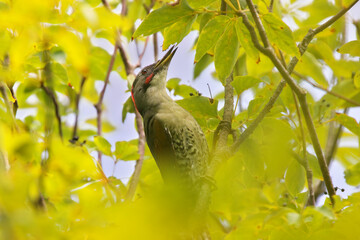 Large and beautiful green wild bird ,Japanese Green Woodpecker
