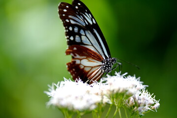 旅する蝶アサギマダラにフジバカマ