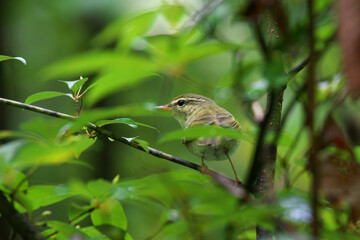 Arctic Warbler stopped by the park on the way back to Southeast Asia