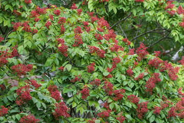 The ripe and beautiful red color of Euodia Fruit attracts wild birds