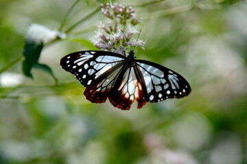 旅する蝶アサギマダラにフジバカマ