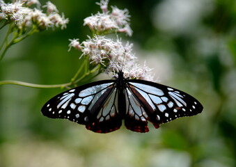 旅する蝶アサギマダラにフジバカマ