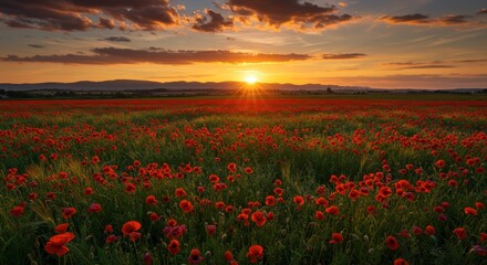 Vibrant sunset over a field of red flowers with a golden sky and mountain silhouette