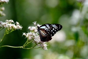 旅する蝶アサギマダラにフジバカマ