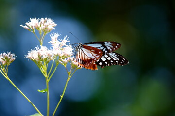 旅する蝶アサギマダラにフジバカマ