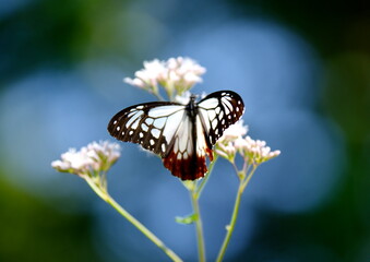 旅する蝶アサギマダラにフジバカマ