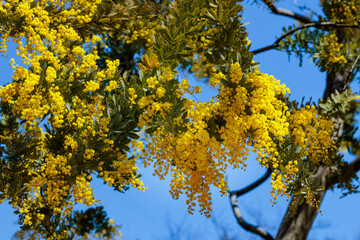 Yellow mimosa flowers that signal the arrival of spring.