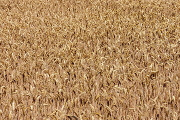 Kornfeld