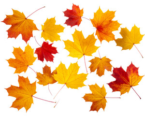 Obraz premium High-quality isolated PNG of vibrant autumn maple leaves in shades of yellow and red, 