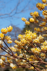 Beautiful yellow paperbush flowers blooming in the spring forest.