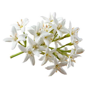 white wrightia flowers on transparent png background