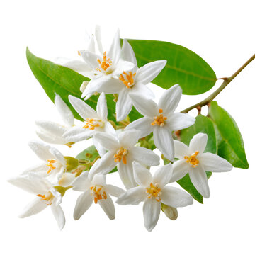white wrightia flowers on transparent png background