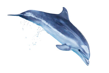 Dolphin isolated on white background