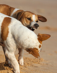 Two dogs are fighting on the beach