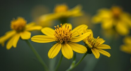 Yellow wildflowers with elongated petals and textured disc florets closeup vibrant contrast against soft green background shallow depth of field
