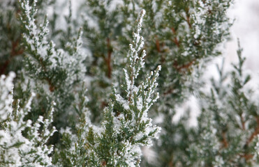 A tree covered in snow