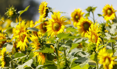 A field of yellow sunflowers with green leaves