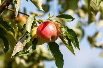 Red apple is hanging from a tree