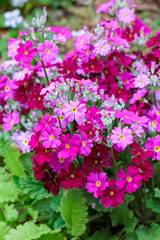 Pink primula sieboldii flowers blooming in the spring garden.