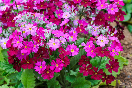Pink primula sieboldii flowers blooming in the spring garden.