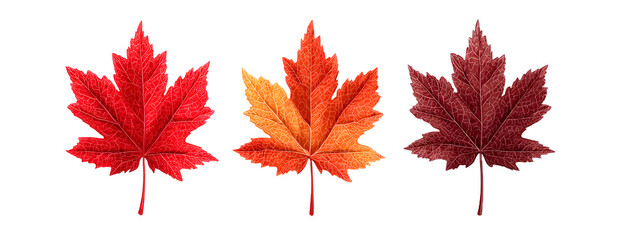 Maple leaf icon. Canada flag sign. Red maple leaves vector illustration. National Canadian emblem. Autumn fall symbol. Maple silhouette.